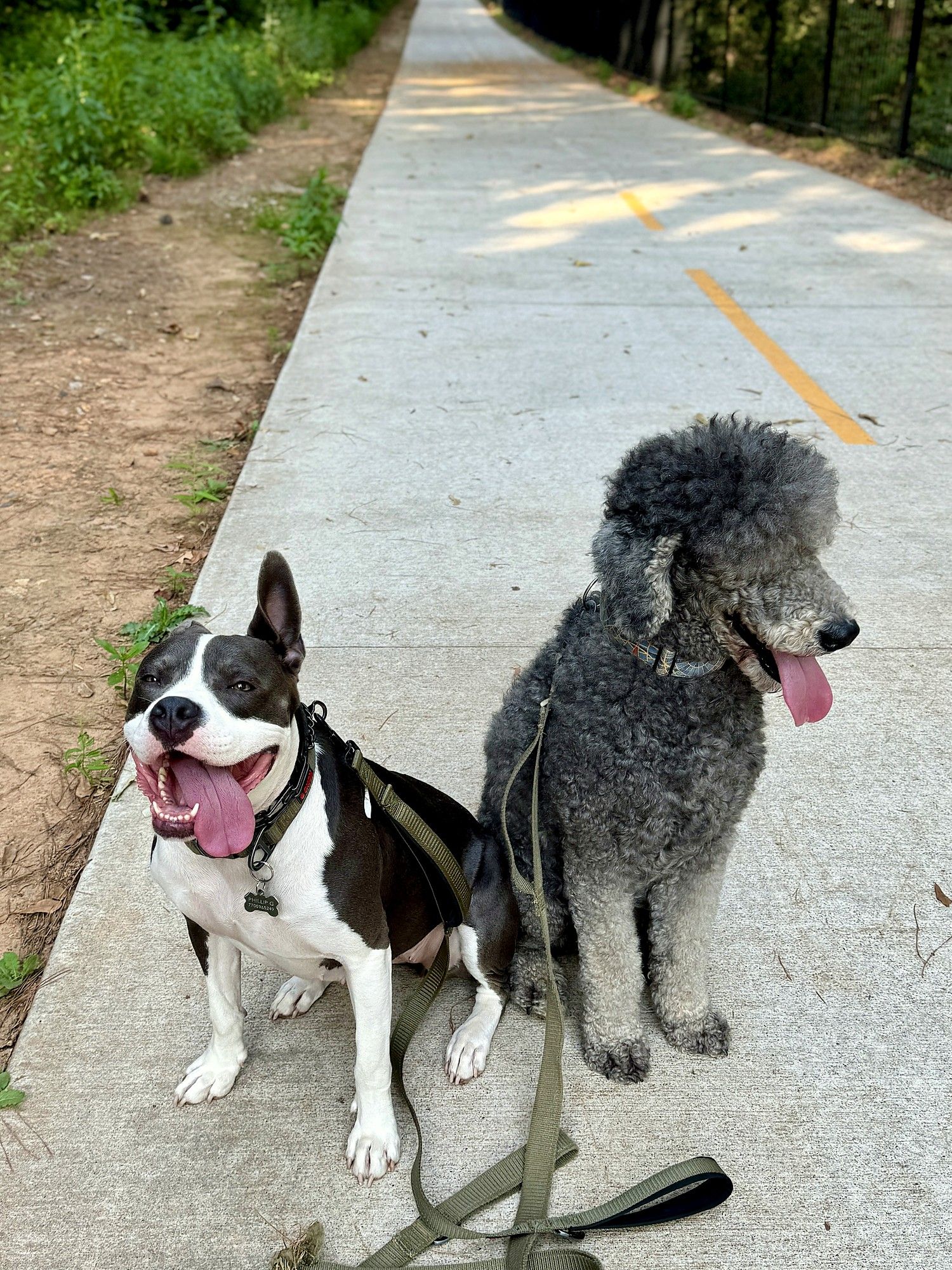 A black-and-white pit mix and a gray poodle sitting side by side on a paved greenway path