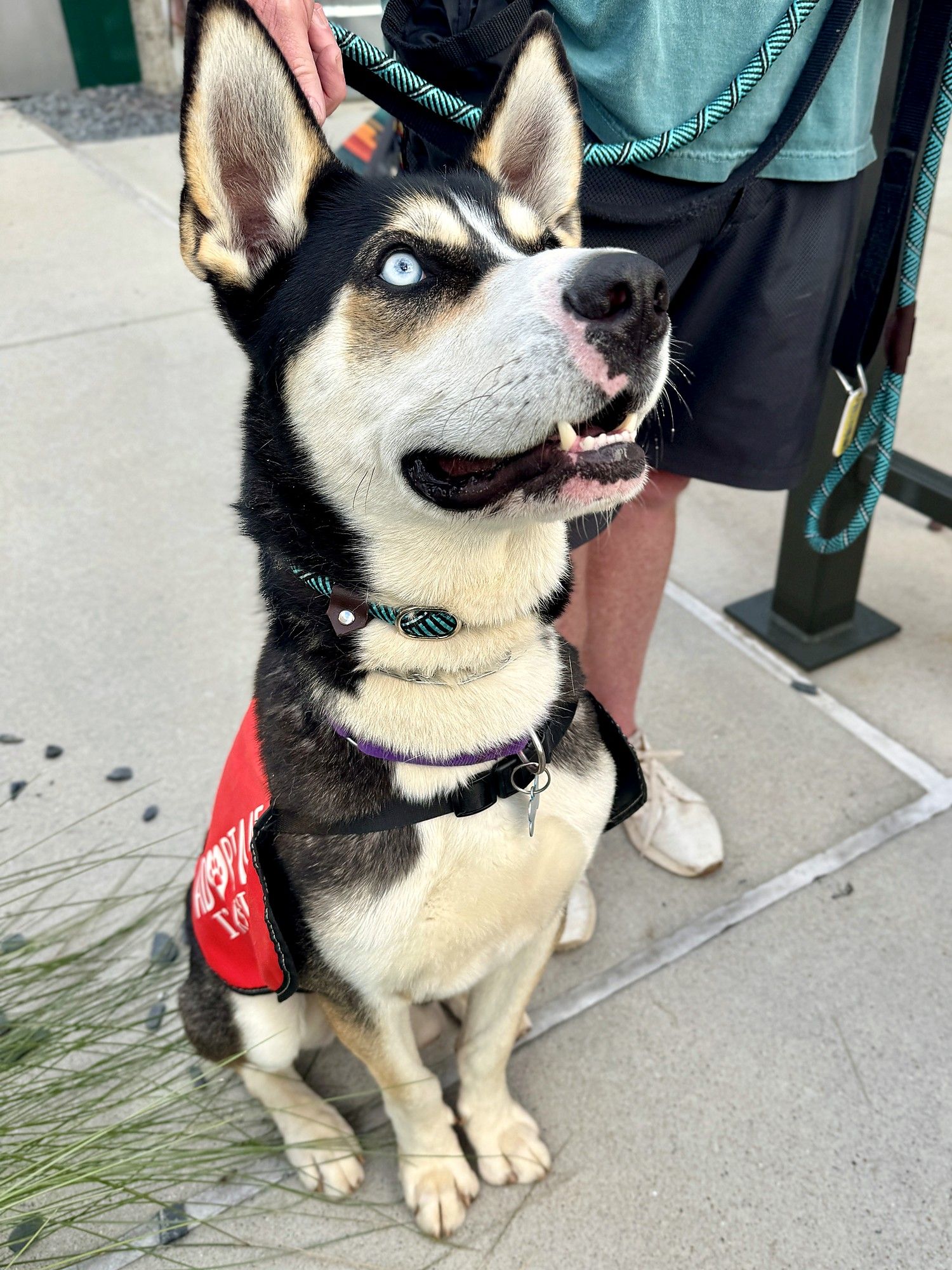 A husky wearing a red rescue vest looking up at its handler