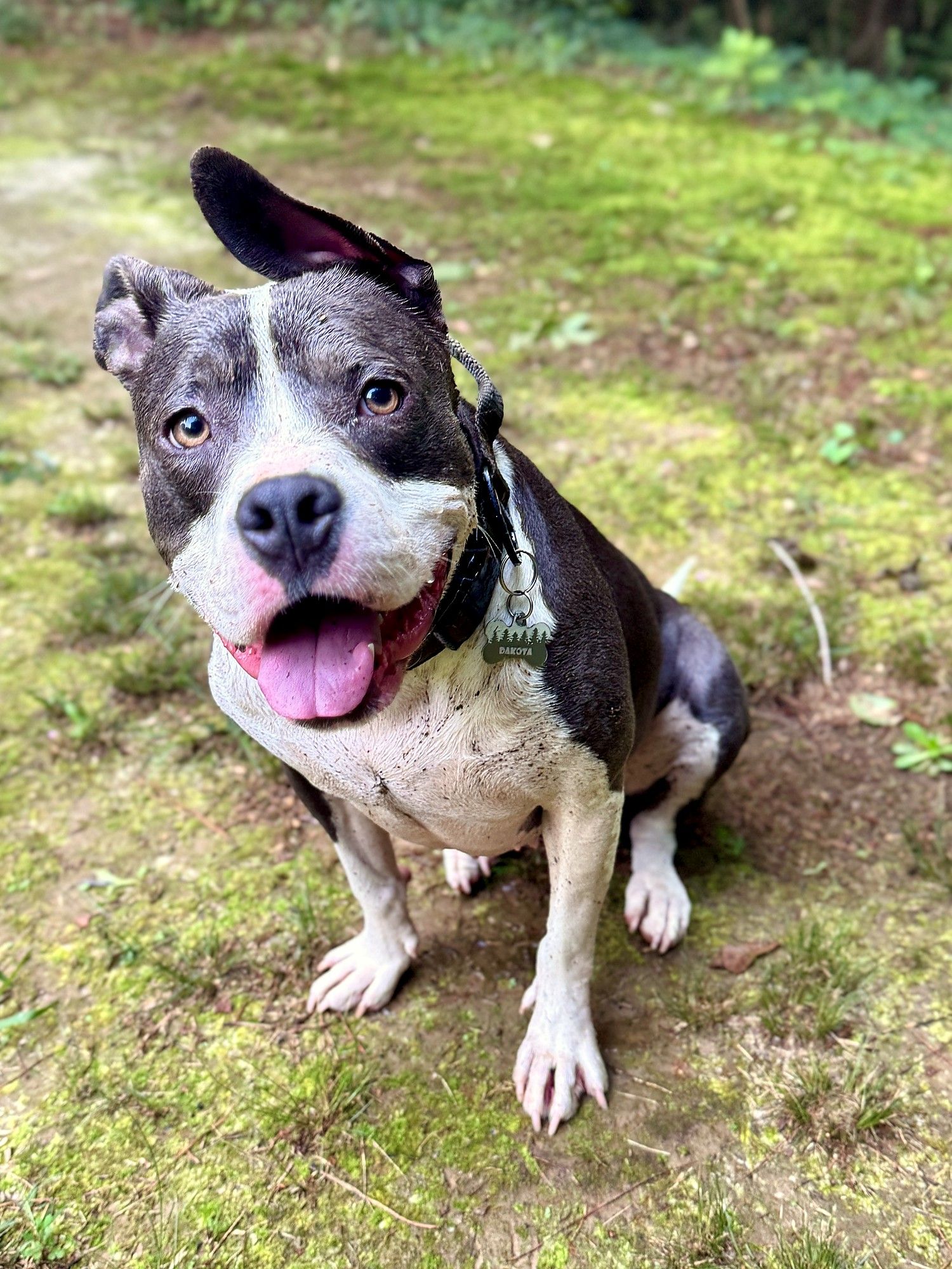 Gray-and-white pit bull sitting on grass, one ear up, looking at the camera