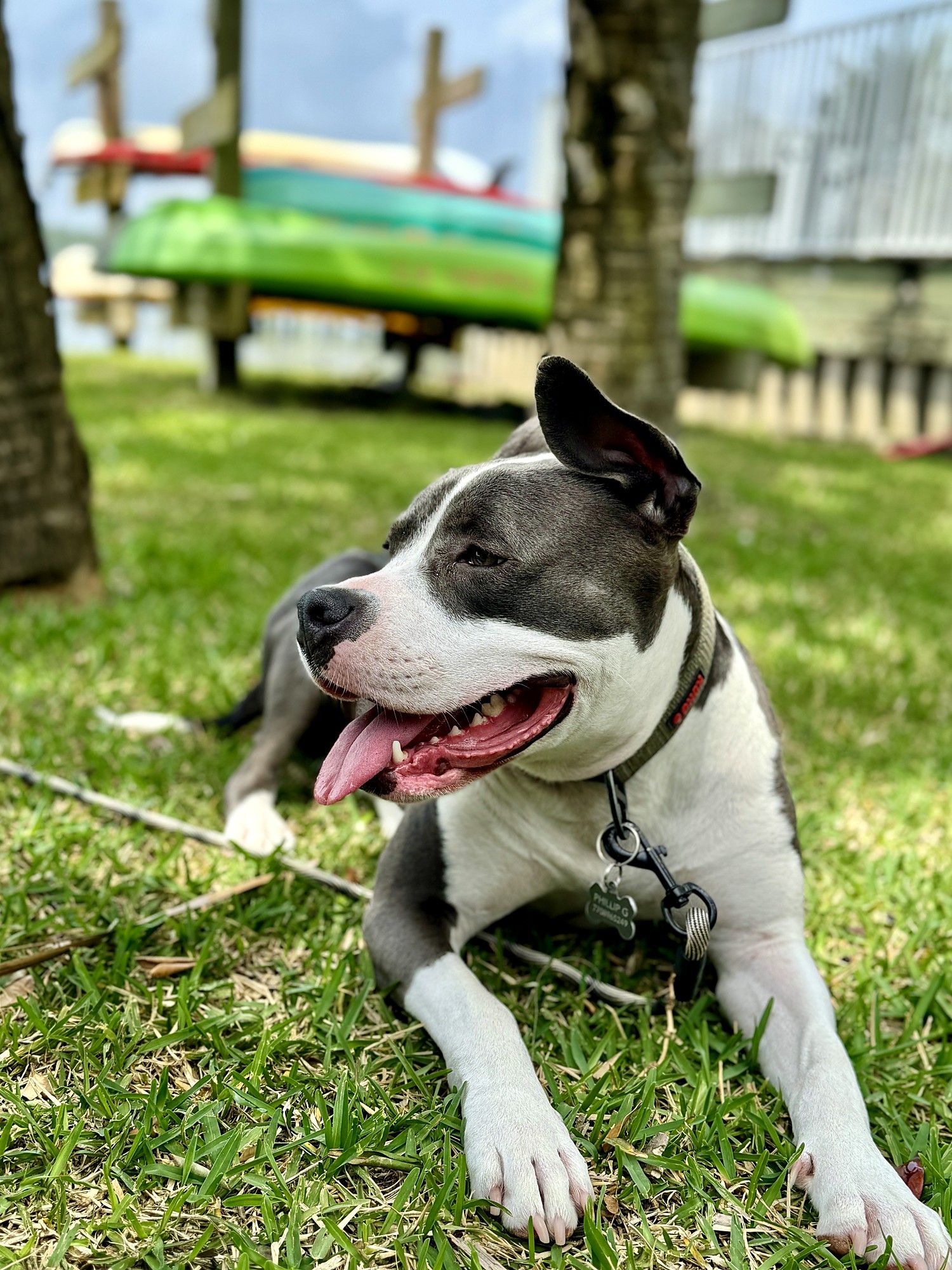 Gray-and-white pit bull lying in the grass by a lake, tongue out