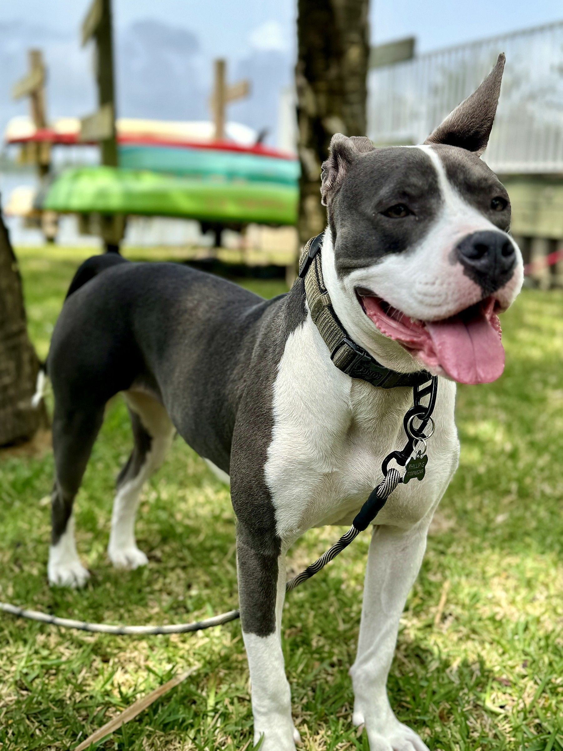 Gray-and-white pit bull standing on grass beside a lake with kayaks racked behind him