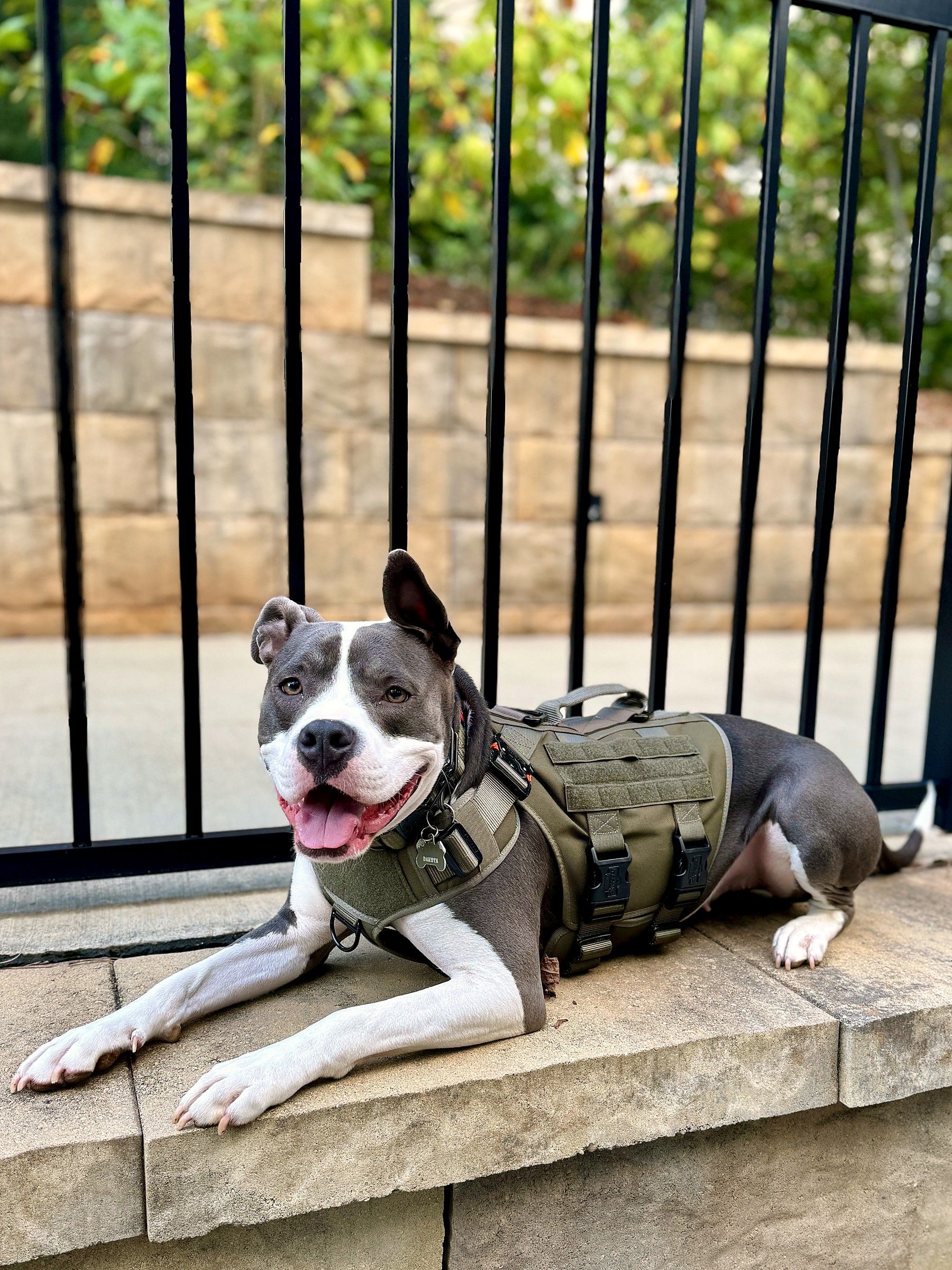 Gray-and-white pit bull in a tactical harness lying on a stone ledge in front of an iron fence