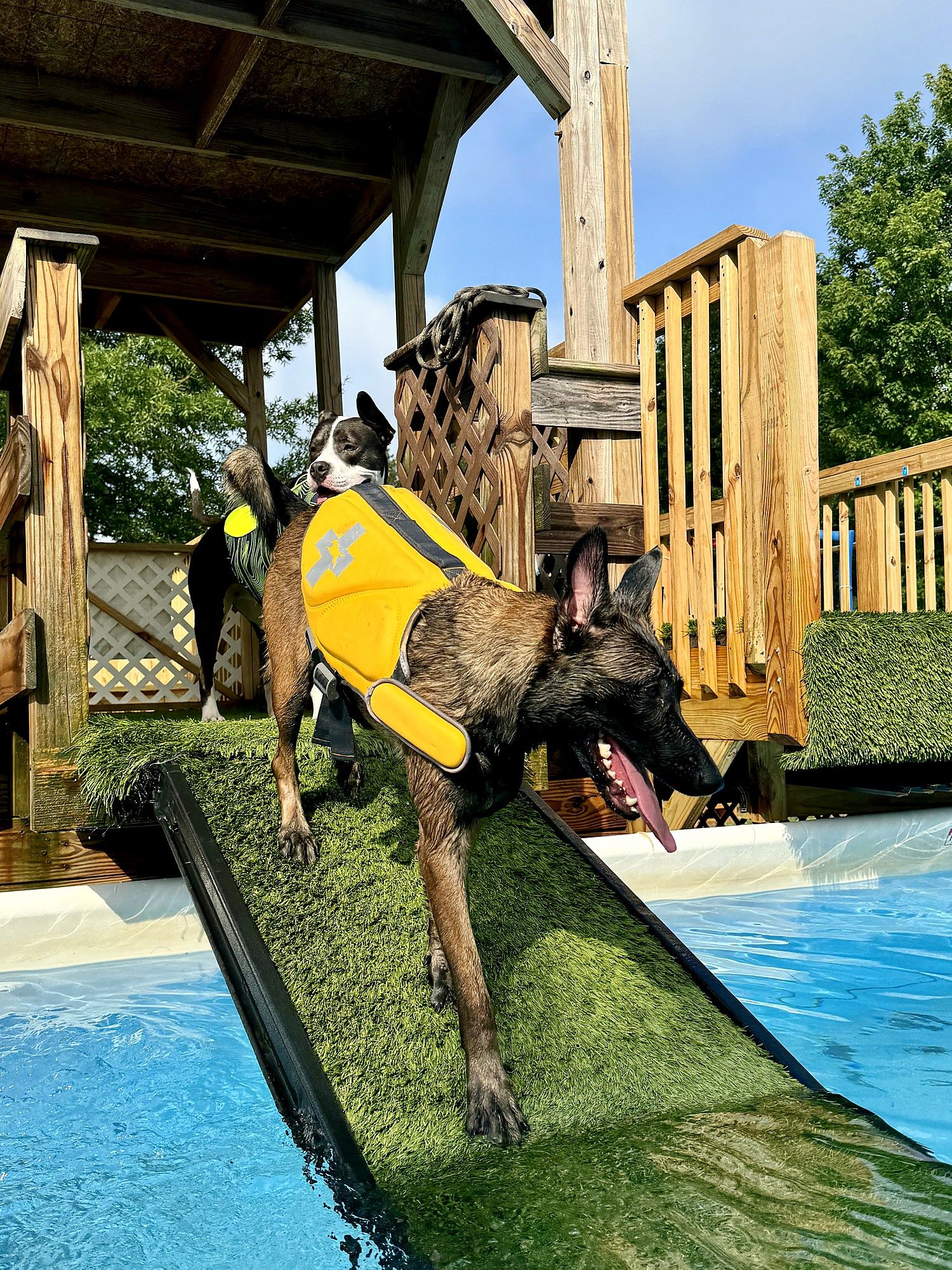 A Belgian Malinois in a yellow life vest launching off a turf ramp into a pool