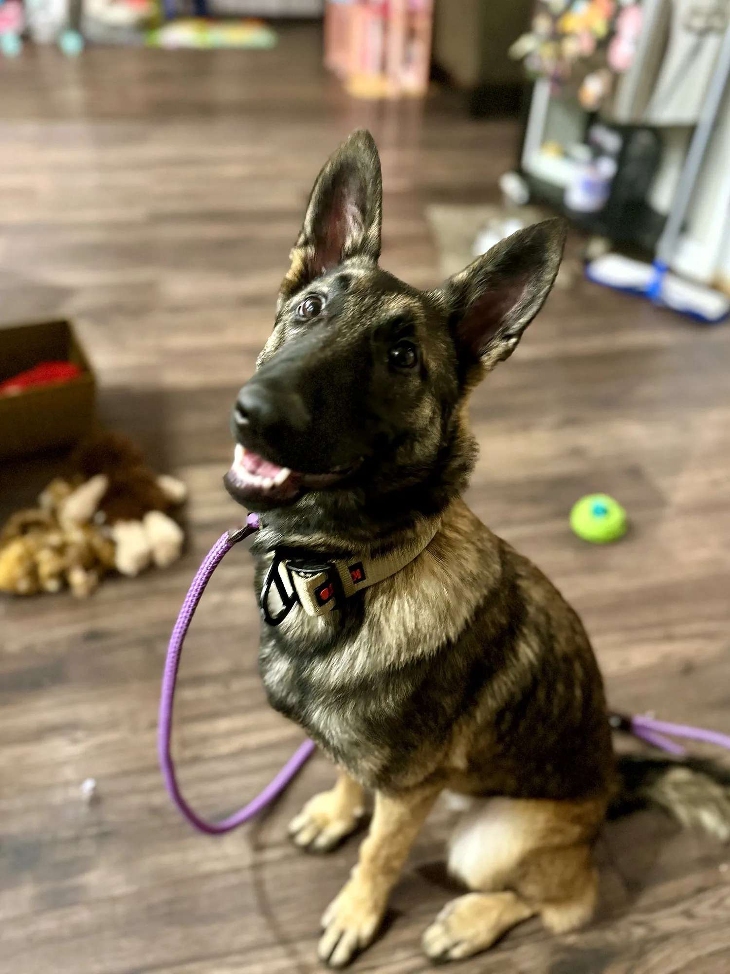 A Belgian Malinois puppy sitting on a wooden floor indoors, wearing a purple leash, ears up.