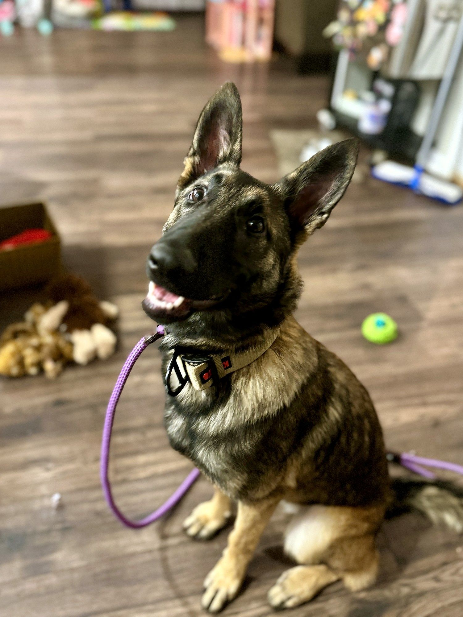 A Belgian Malinois puppy sitting on a wood floor indoors on a purple leash, ears up