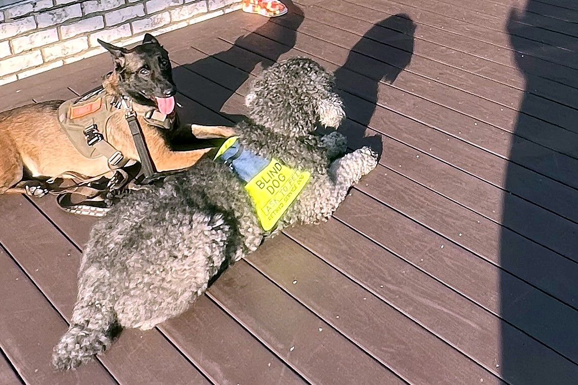 A Malinois and a gray poodle in a yellow vest lying calmly on a plaza deck during a group outing