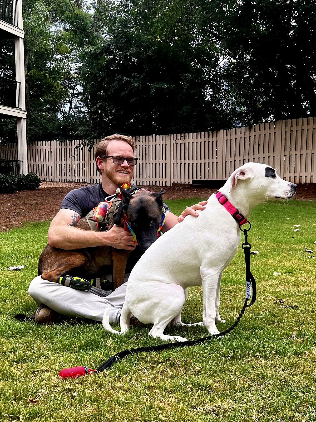 Phillip sitting on a lawn between two pit-bull-type dogs by a white fence