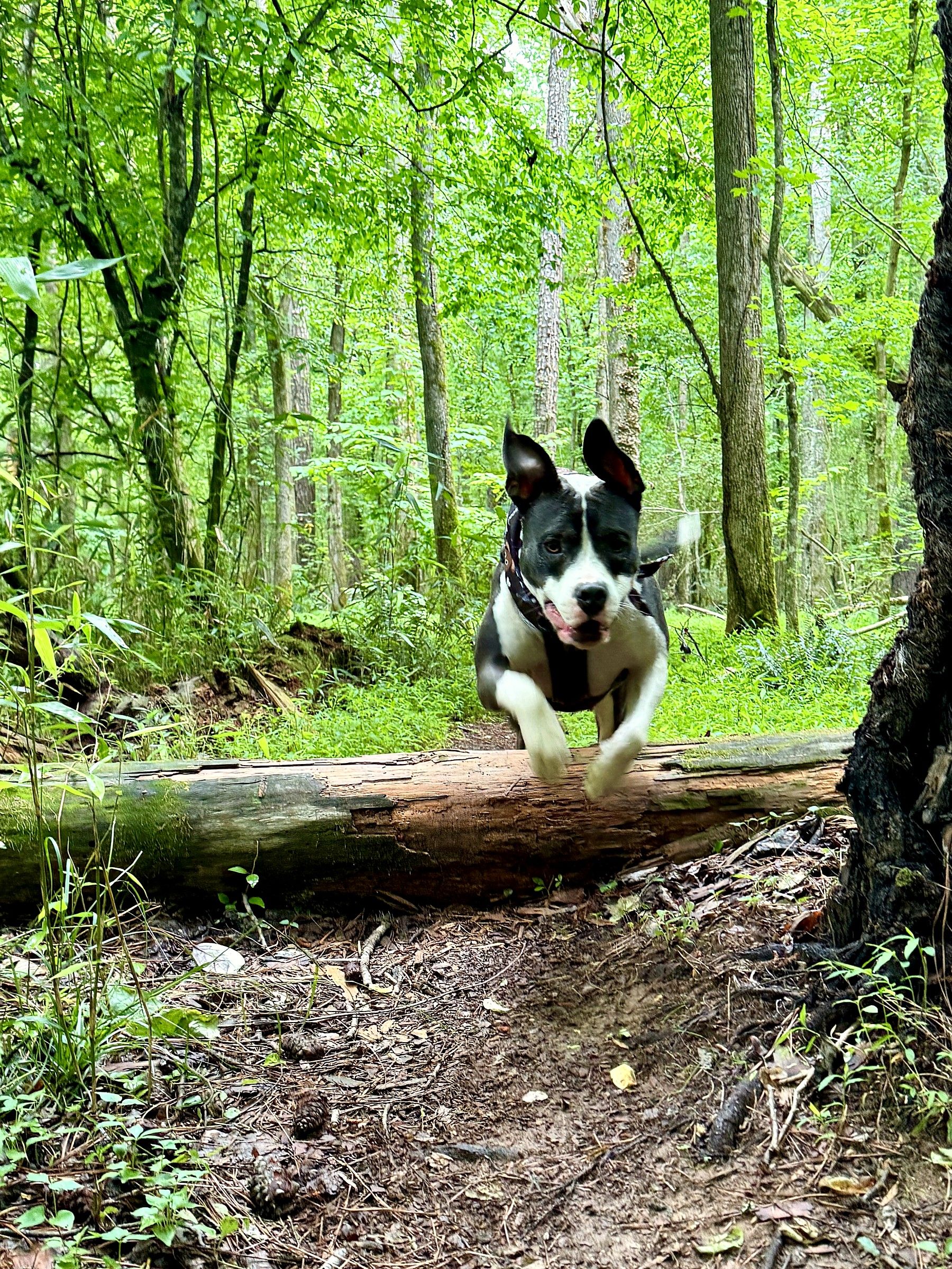 Black-and-white pit mix mid-jump over a fallen log on a shaded forest trail