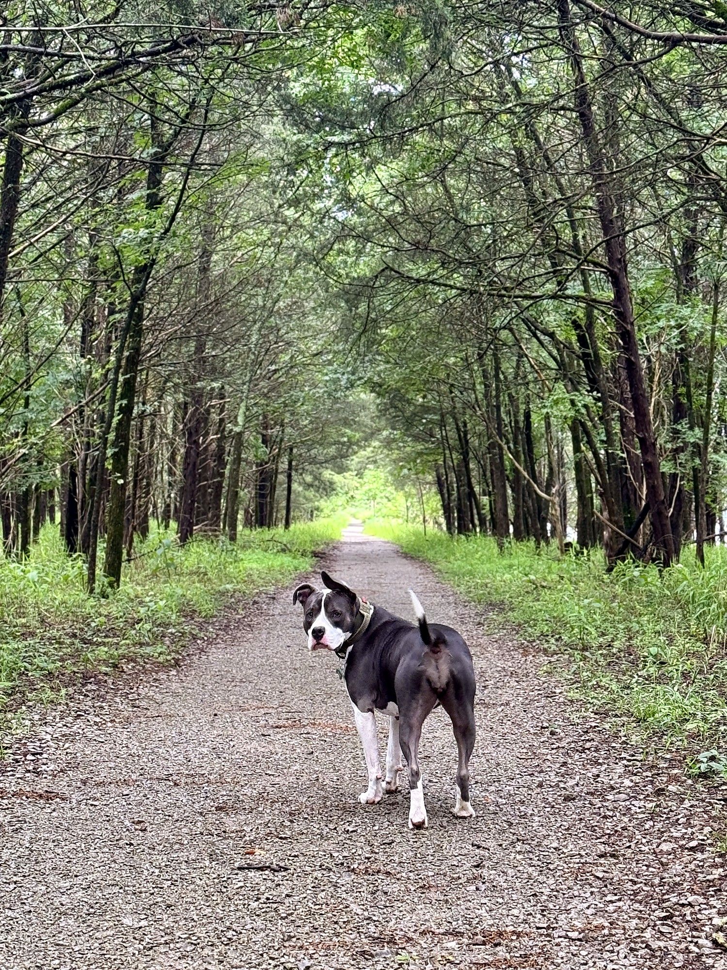 Black-and-white pit mix walking ahead on a gravel trail through tall pines