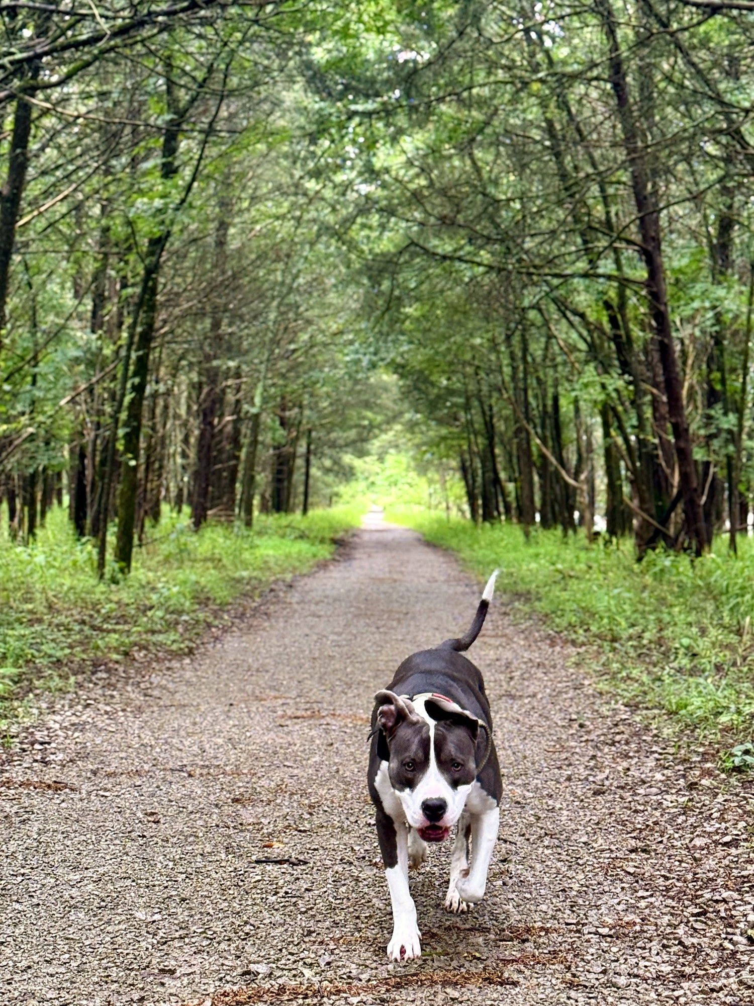 Black-and-white pit mix trotting toward the camera on a straight gravel trail lined with pines