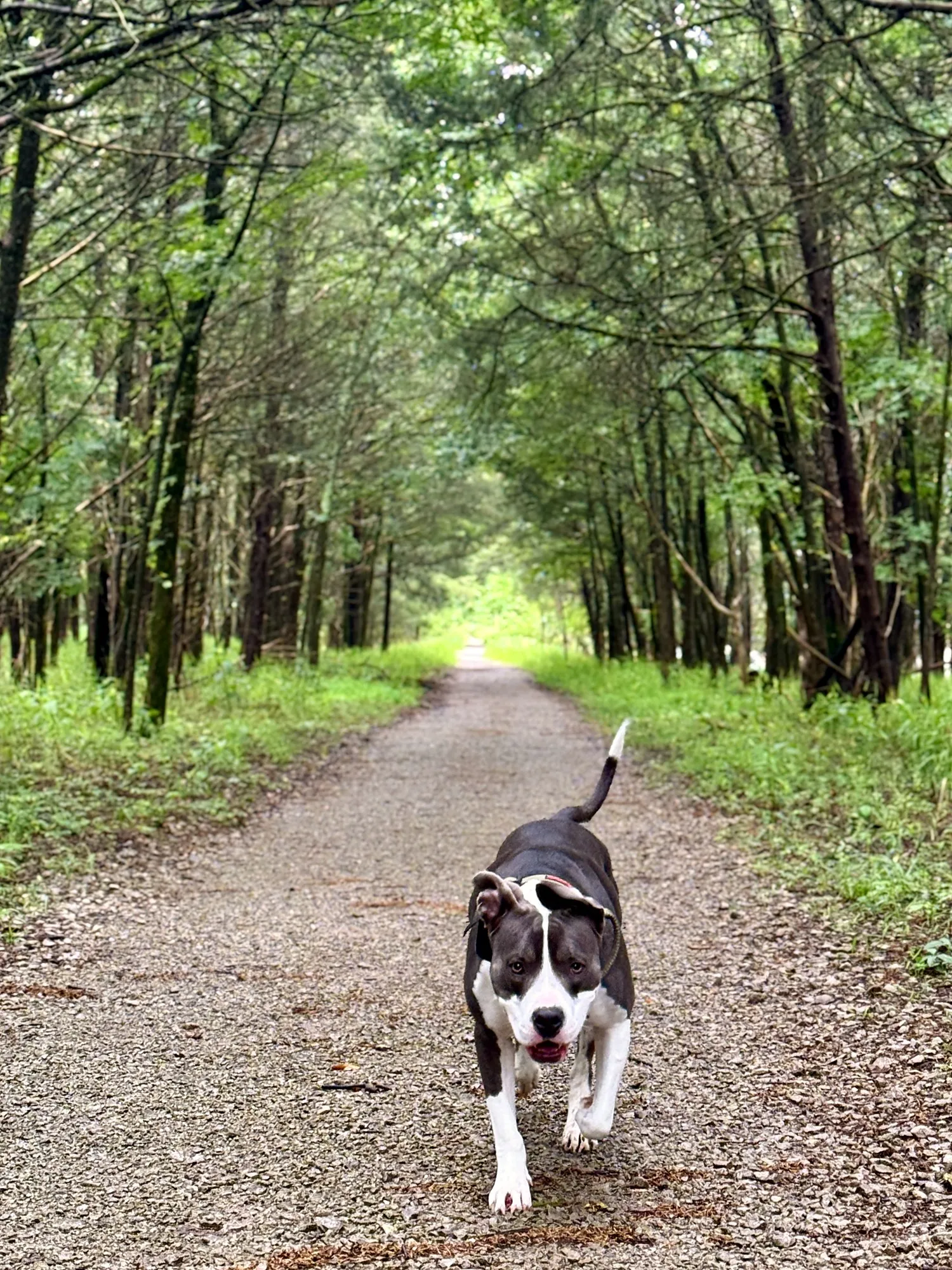 A black-and-white pit mix trotting toward the camera along a straight gravel trail lined with tall pines.