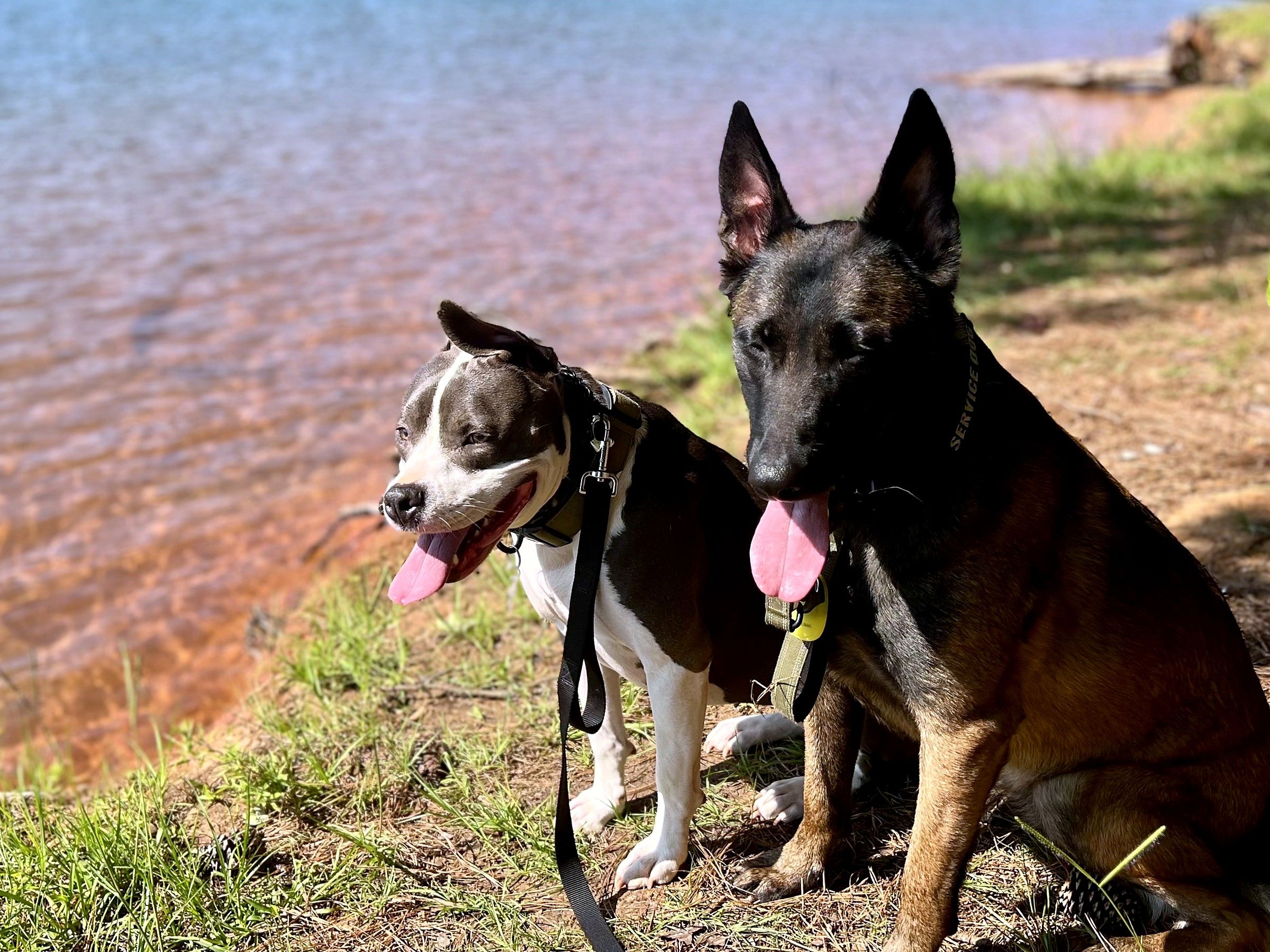 A gray-and-white pit bull and a Belgian Malinois sitting side by side at a red-clay lake shore