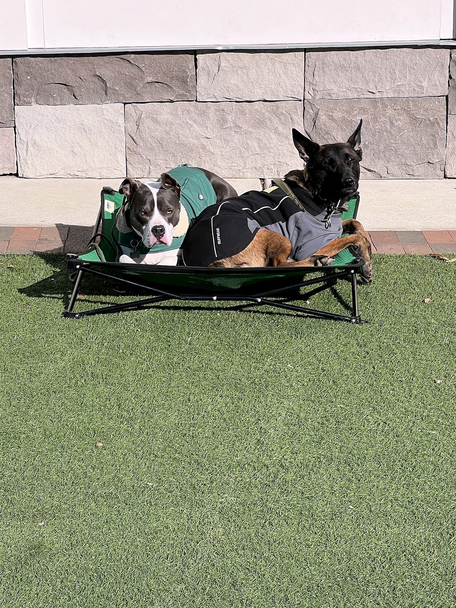 A pit bull and a Malinois lying together on a raised green cot on turf beside a stone wall